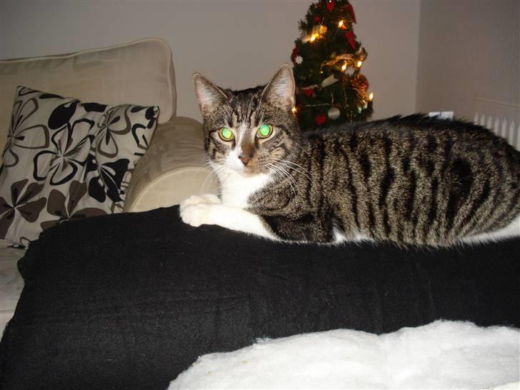 Huskat Ziggy  billede 3