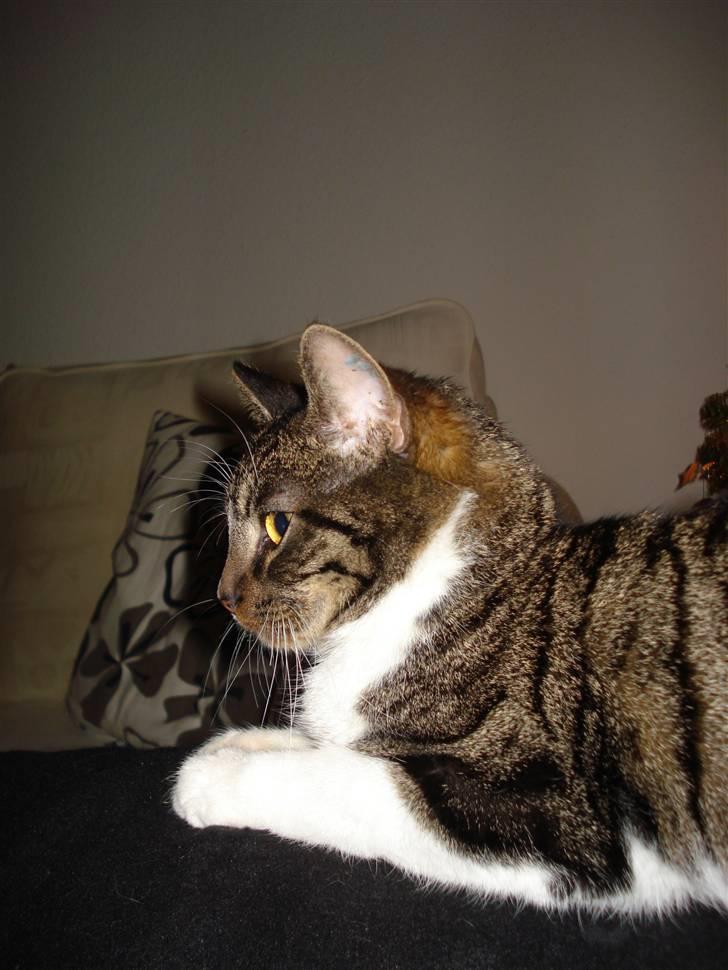 Huskat Ziggy  billede 4