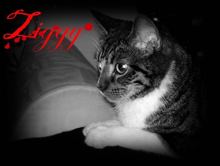 Huskat Ziggy  billede 5