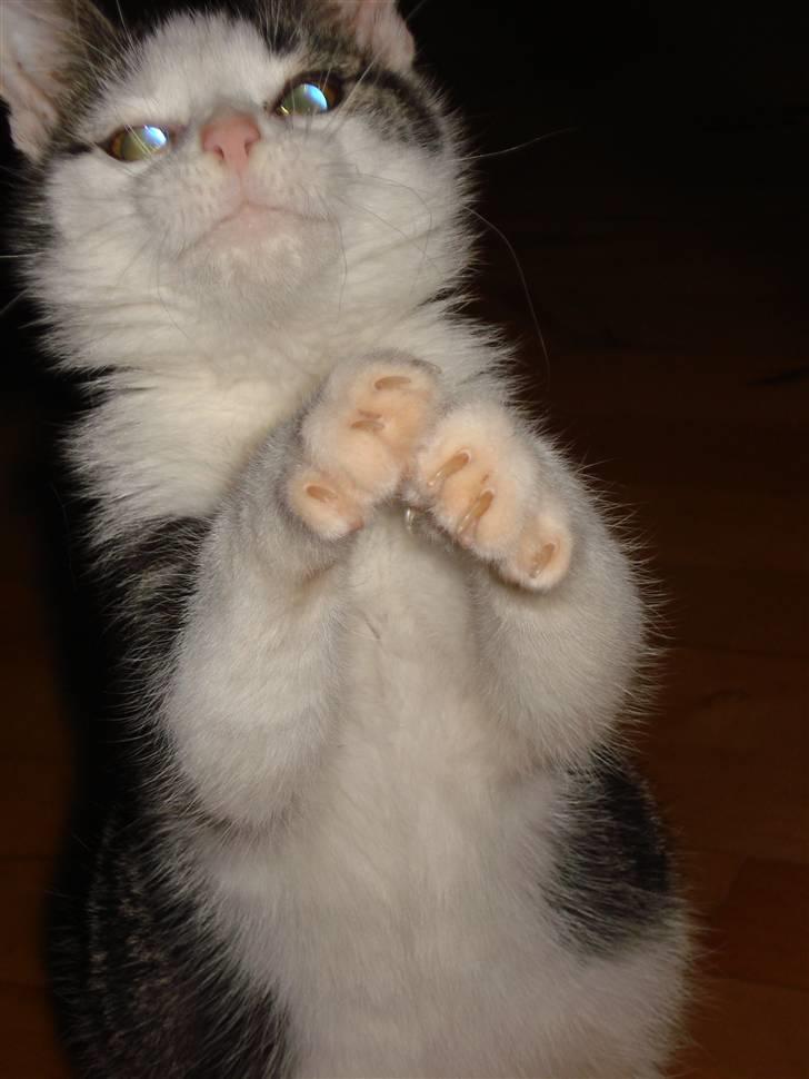 Huskat Hvenekildes Nemo † billede 5