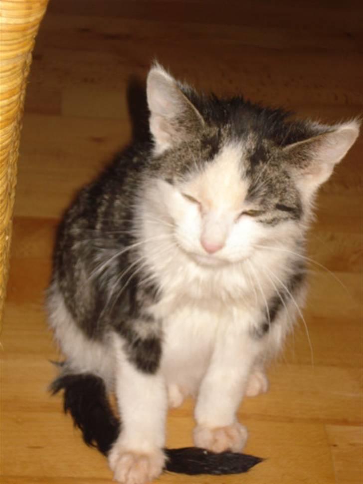 Huskat Hvenekildes Nemo † billede 6