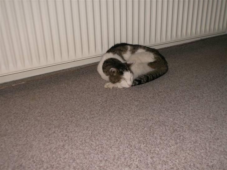 Huskat Tarzan      R.I.P :'( - Tarzan et par dage før han skulle aflives :(?<3 billede 1