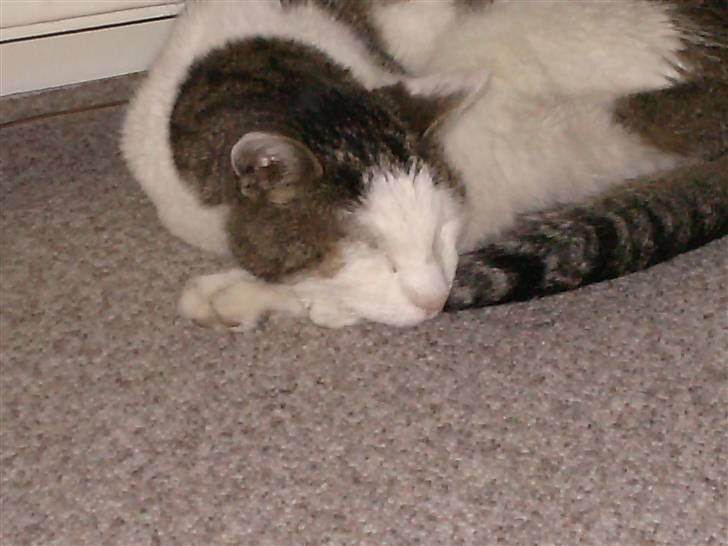 Huskat Tarzan      R.I.P :'( - Tarzan du var den bedste ;)  billede 2