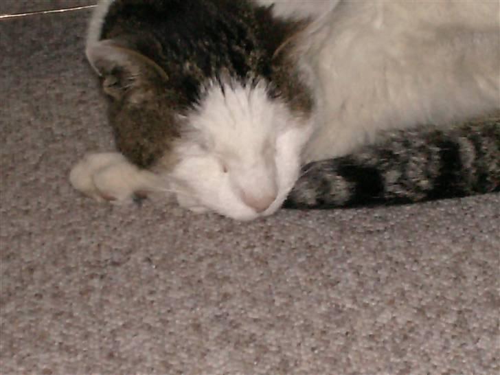 Huskat Tarzan      R.I.P :'( - Tarzans dejlige hoved :-* <3 billede 3