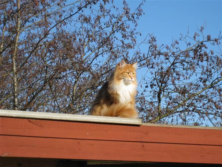 Maine Coon Ariel billede 1