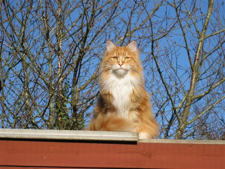 Maine Coon Ariel billede 2