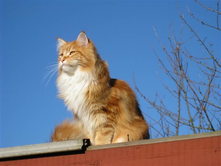 Maine Coon Ariel billede 3