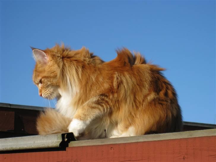 Maine Coon Ariel billede 4