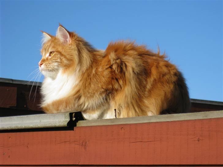 Maine Coon Ariel billede 5