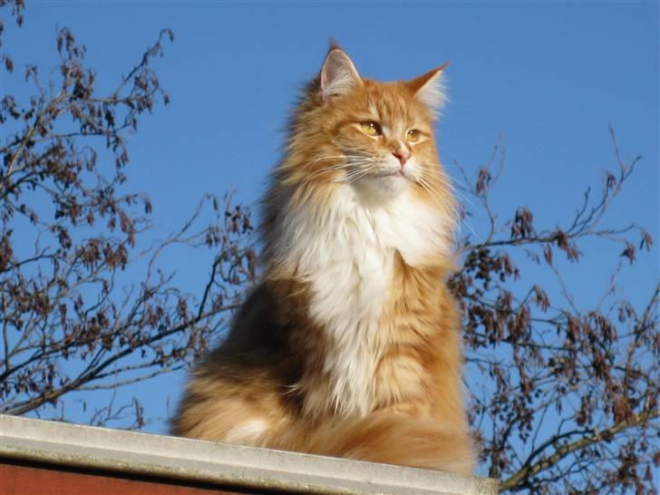 Maine Coon Ariel billede 6