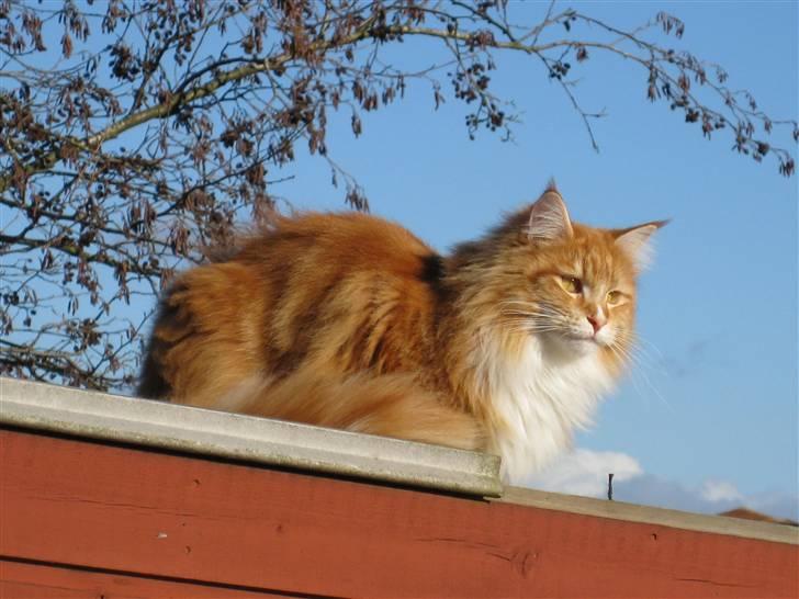 Maine Coon Ariel billede 7