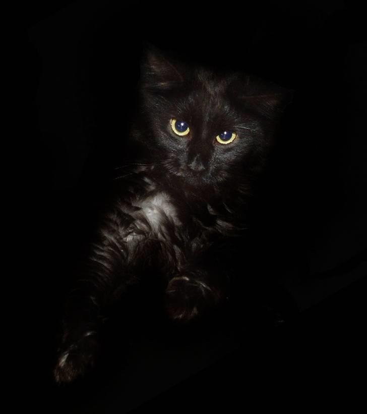 Maine Coon Cleo - Cleo har været igennem lidt billedmanipulation:-) billede 3