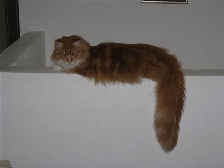 Maine Coon Ariel billede 8
