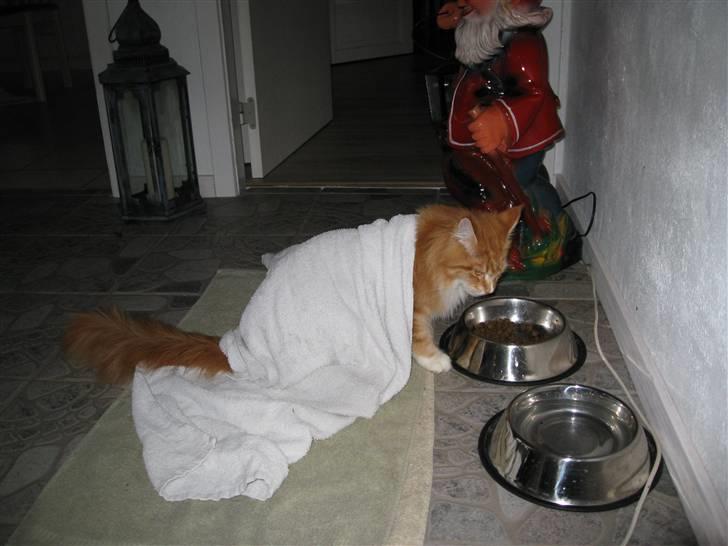 Maine Coon Ariel billede 9