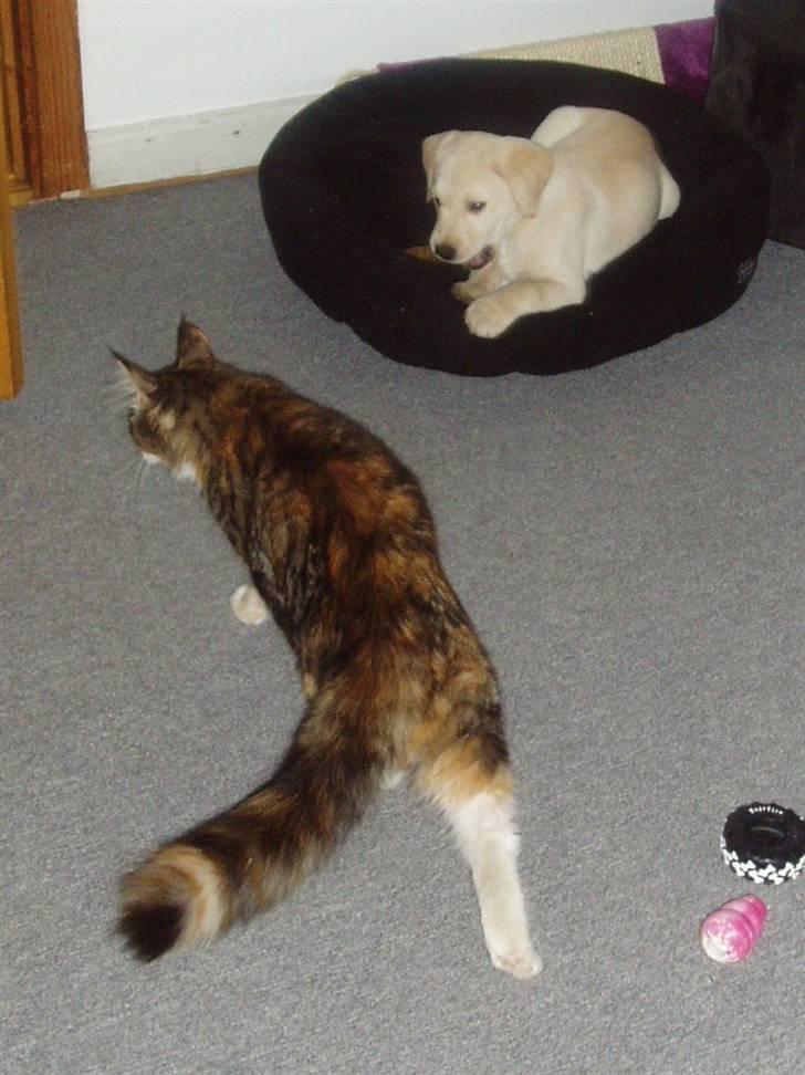 Maine Coon Jasmin billede 5