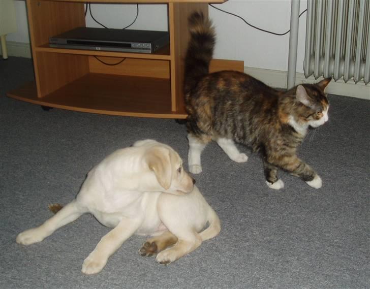 Maine Coon Jasmin billede 6