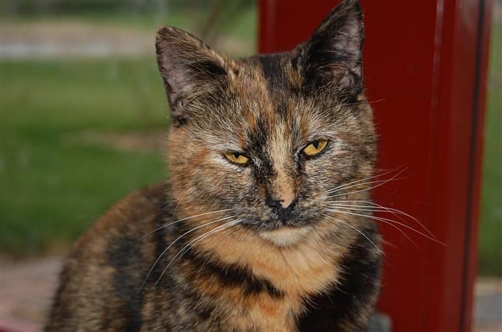 Blanding af racer Clarisha R.I.P. billede 1