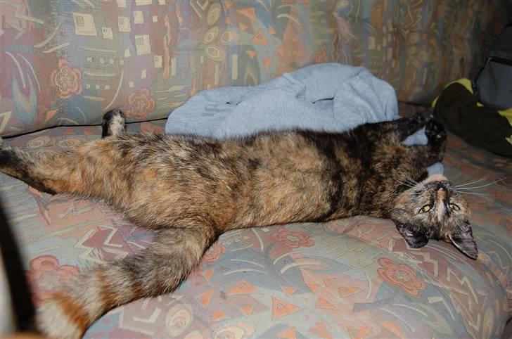 Blanding af racer Clarisha R.I.P. billede 2