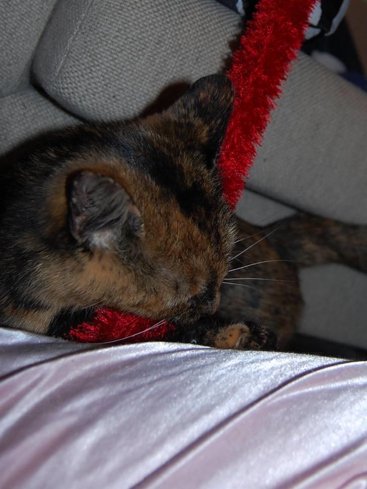 Blanding af racer Clarisha R.I.P. billede 3