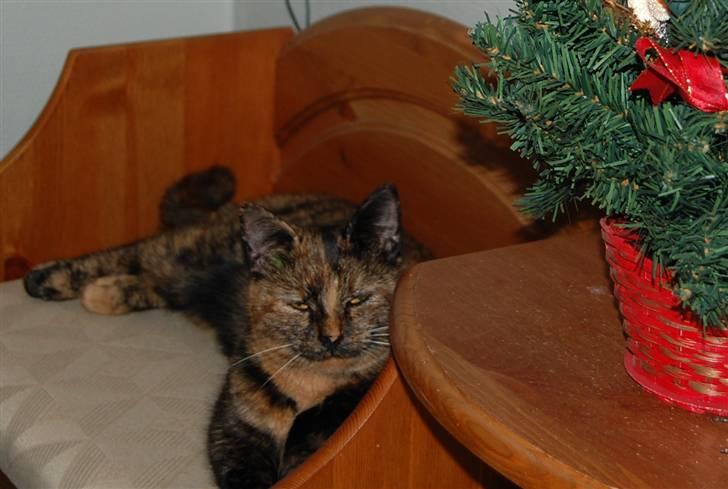 Blanding af racer Clarisha R.I.P. billede 4