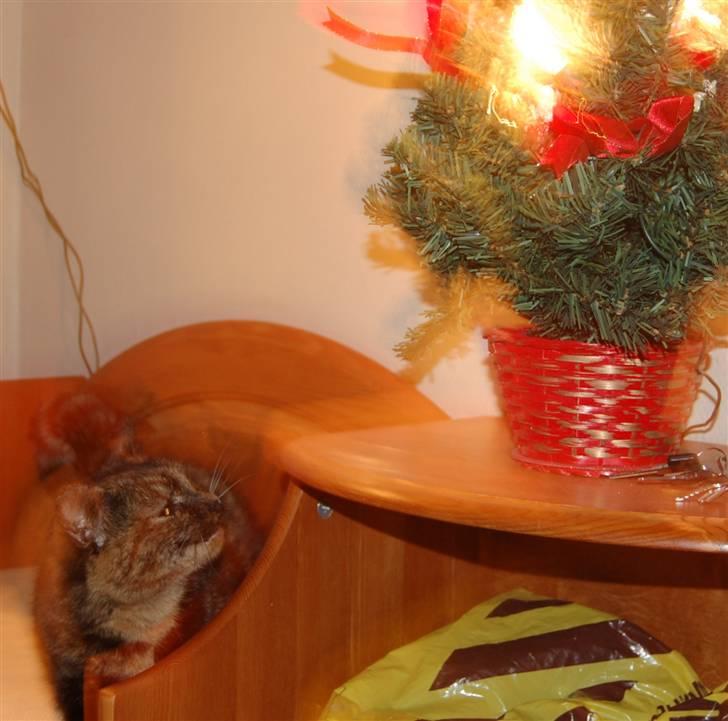 Blanding af racer Clarisha R.I.P. billede 5