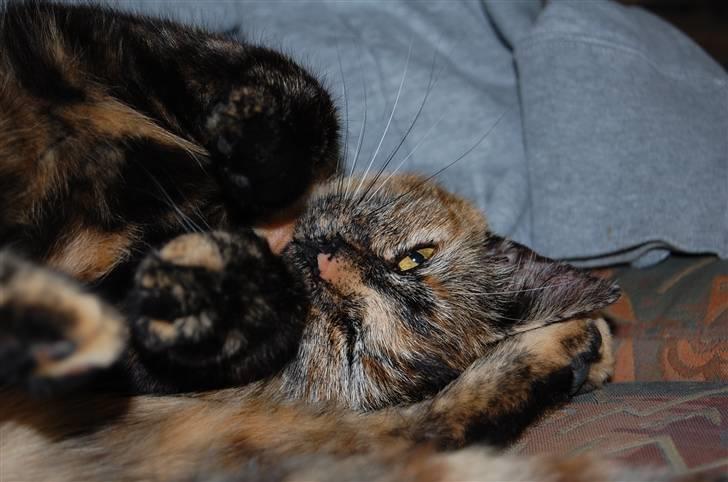 Blanding af racer Clarisha R.I.P. billede 6