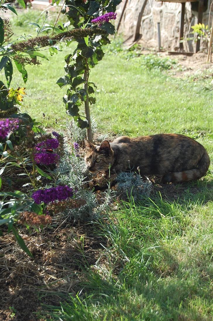 Blanding af racer Clarisha R.I.P. billede 8