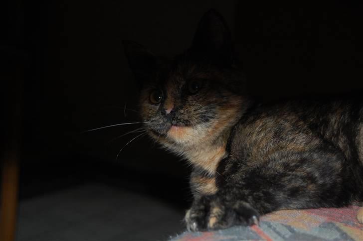 Blanding af racer Clarisha R.I.P. billede 9