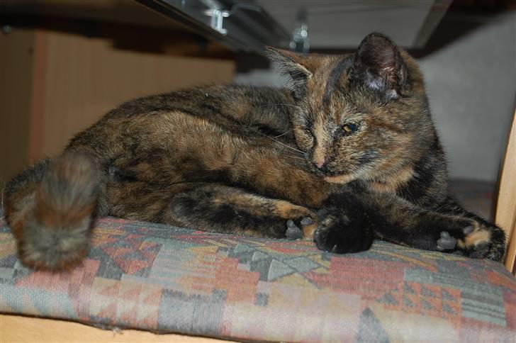 Blanding af racer Clarisha R.I.P. billede 10