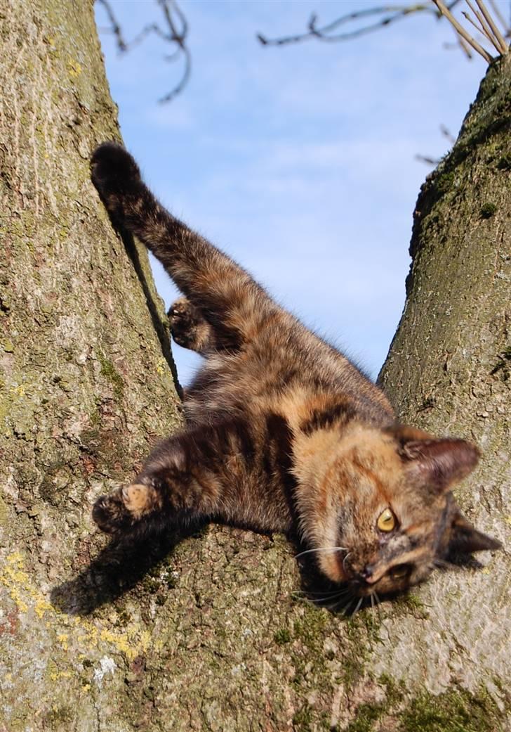 Blanding af racer Clarisha R.I.P. billede 11