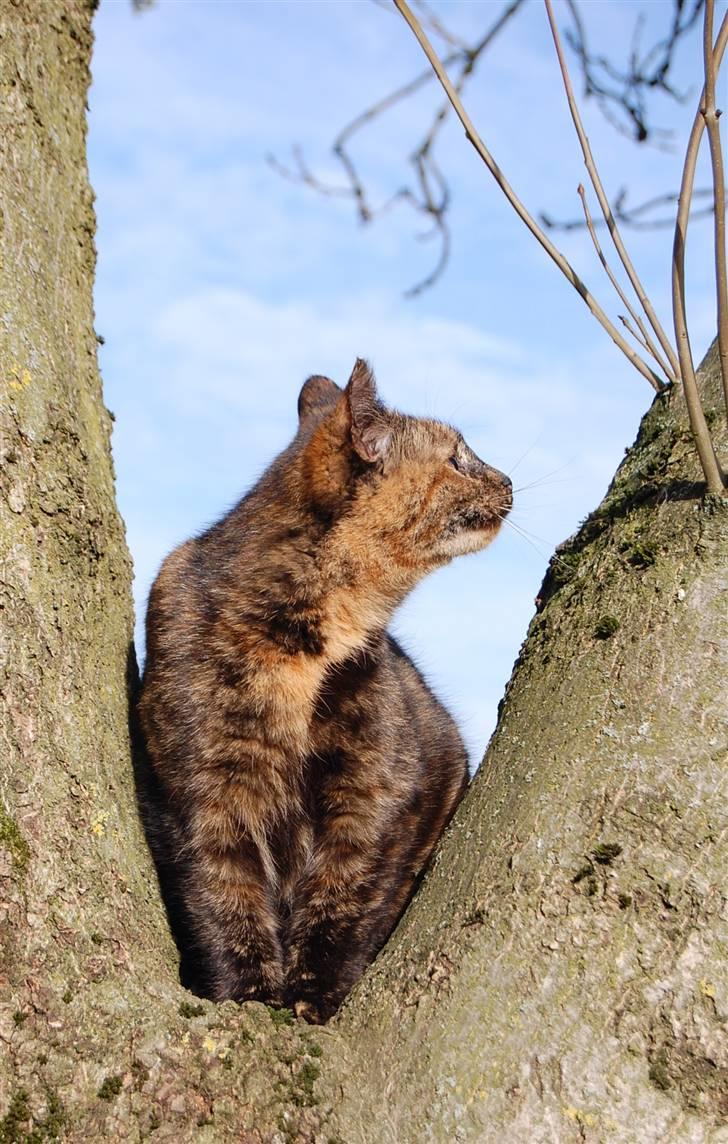 Blanding af racer Clarisha R.I.P. billede 12