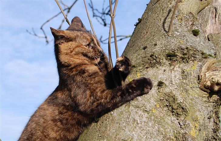 Blanding af racer Clarisha R.I.P. billede 13