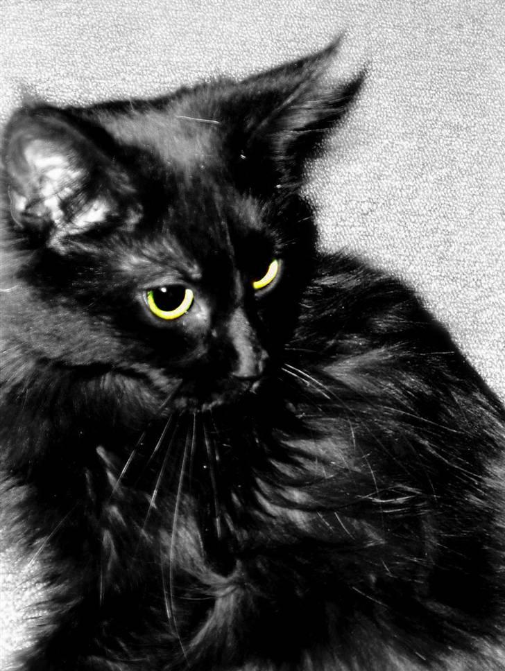 Maine Coon Cleo billede 4