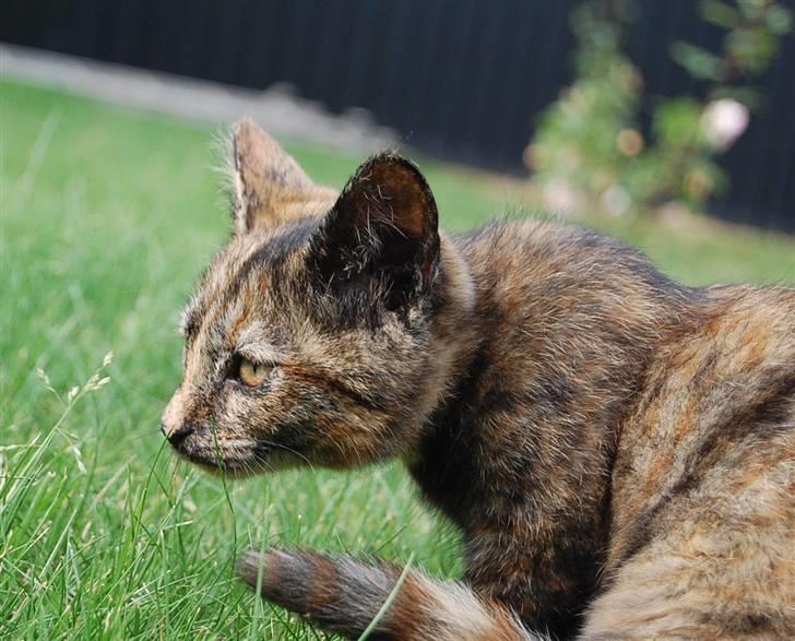 Blanding af racer Clarisha R.I.P. billede 14