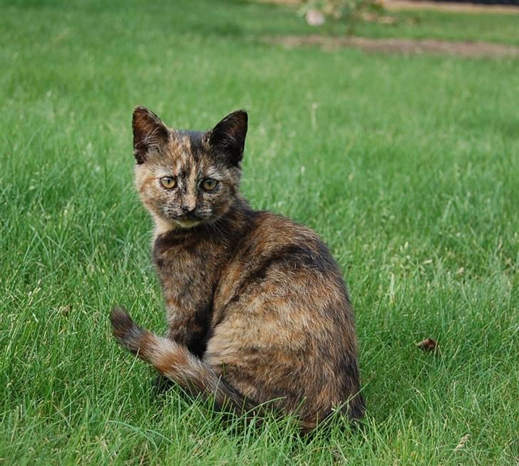 Blanding af racer Clarisha R.I.P. billede 15