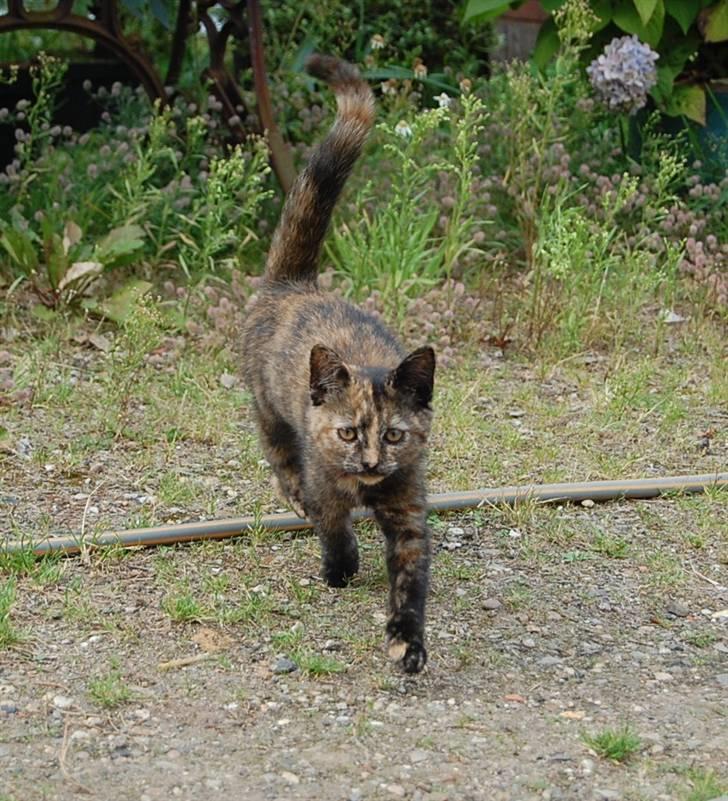 Blanding af racer Clarisha R.I.P. billede 16