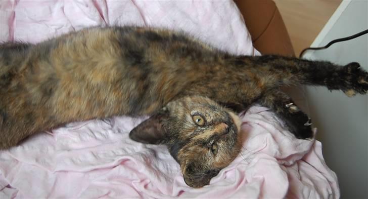 Blanding af racer Clarisha R.I.P. billede 17