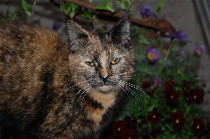 Blanding af racer Clarisha R.I.P. billede 18