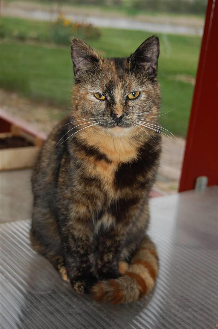 Blanding af racer Clarisha R.I.P. billede 19