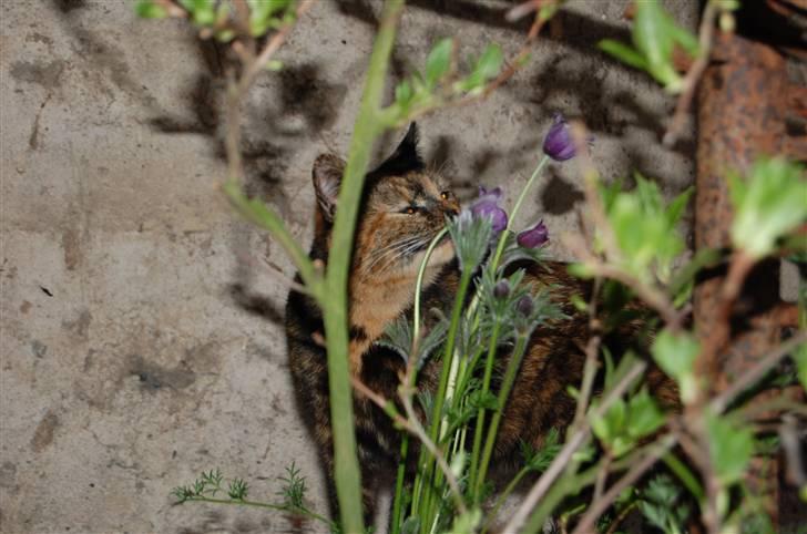 Blanding af racer Clarisha R.I.P. billede 20