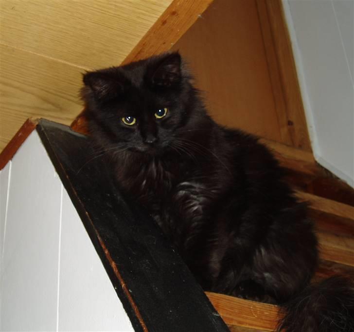 Maine Coon Cleo billede 5