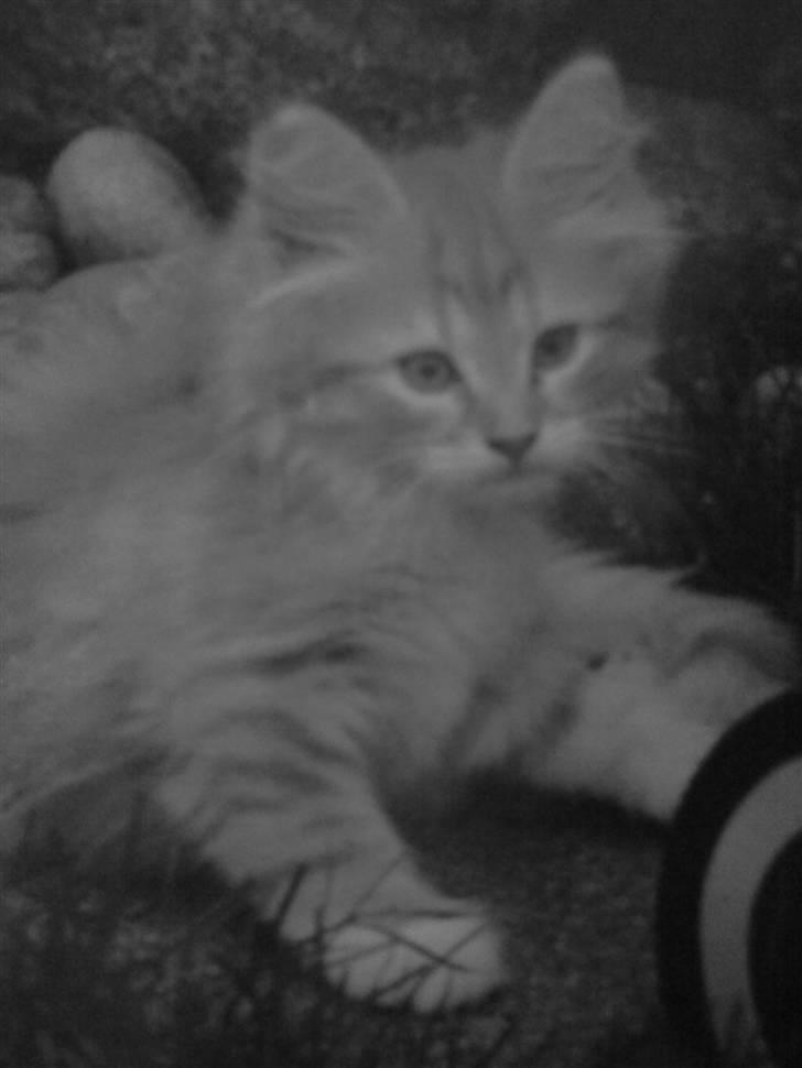 Norsk Skovkat Fruen´s Oskar - !,_,.¤*¨¨*¤.,_,.¤*¨¨*¤.,velkommen til min profil._,.¤*¨¨*¤ .,_,.¤*¨¨*¤.,_,! billede 1