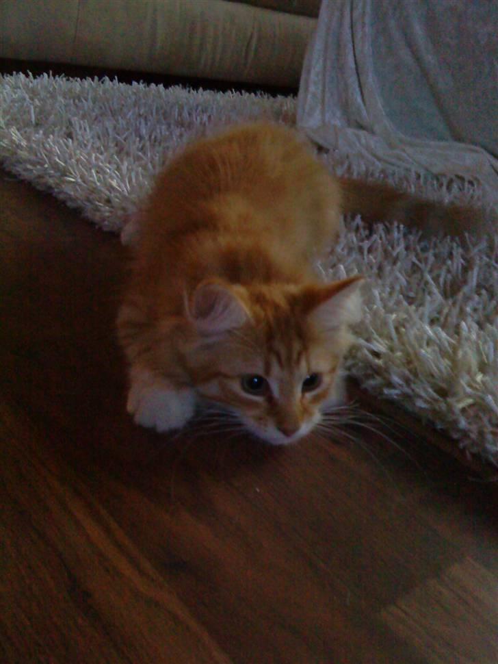 Norsk Skovkat Fruen´s Oskar billede 2