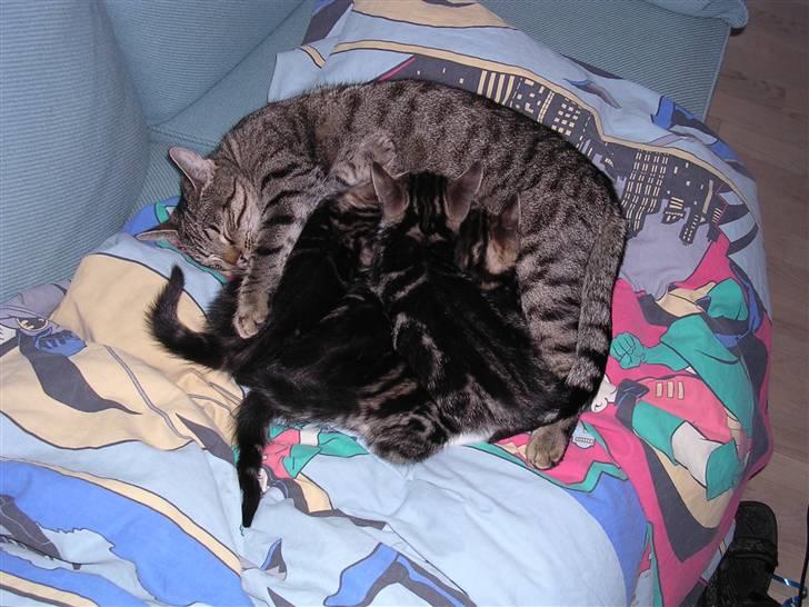 Huskat Gritte. - Jeg ta´r mig, vist lig´ en lil´ "morfar!". ;). billede 1