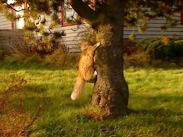 Norsk Skovkat Fruen´s Oskar billede 3