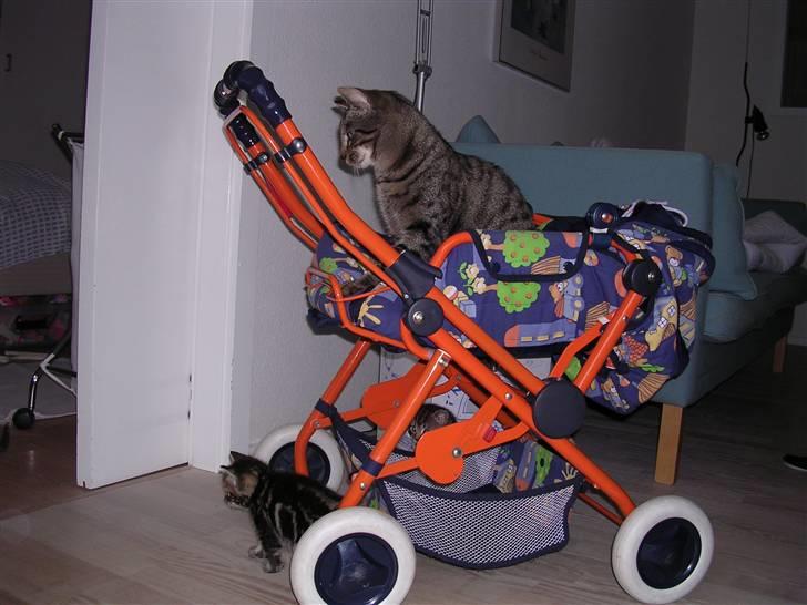 Huskat Gritte. - - Ja! Hvem sir´, at det er nemt, at være mor, til 4 små bal´lade mag´rer! ;). billede 2