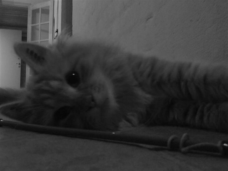 Norsk Skovkat Fruen´s Oskar billede 4