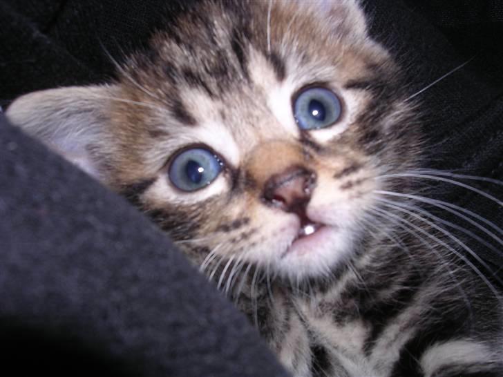 Huskat Gritte. - - Ja! Jeg er SÅ nut´tet ikk´? ;´). Jeg ha´r de fine´ste blå øjn´!. ;). billede 3