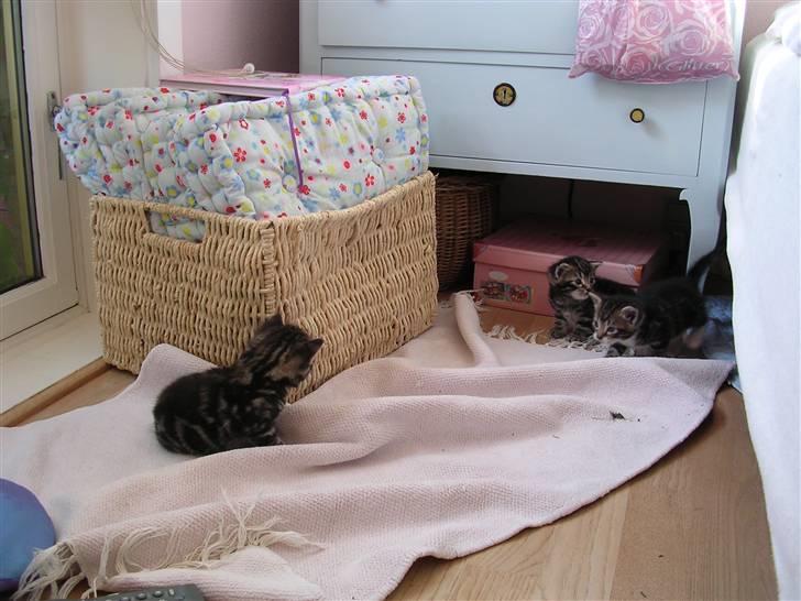 Huskat Gritte. - - Ja! De und´holder jo´ sig sel´v! Heh. ;). Men der der er mob´ning, mod sin´ søs´kende! HAH. ;´D. billede 4