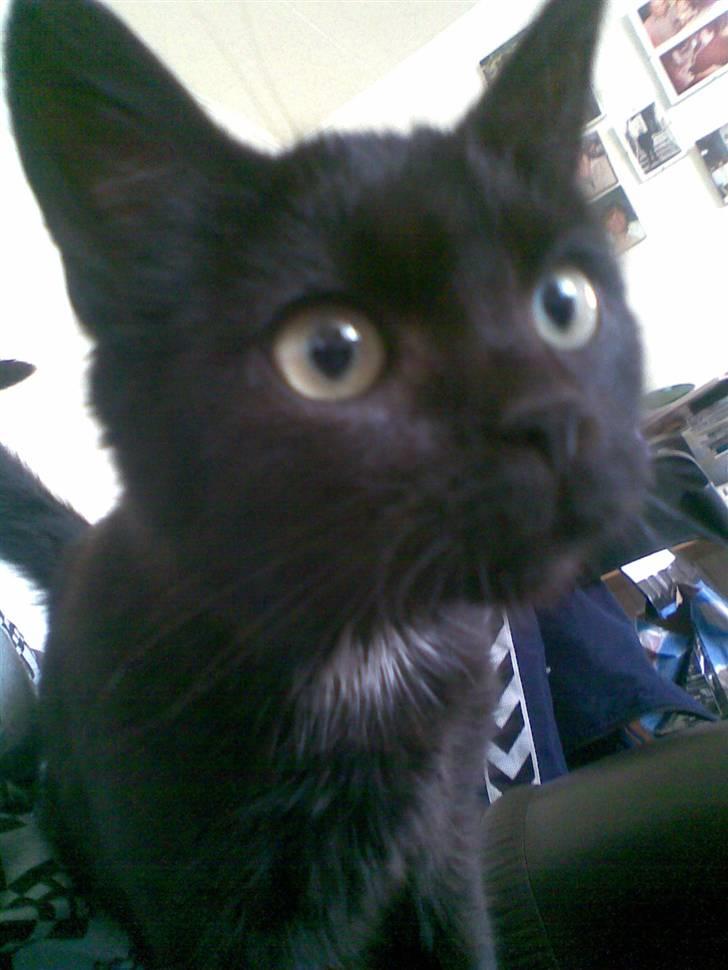 Huskat Louis *R.I.P* billede 1